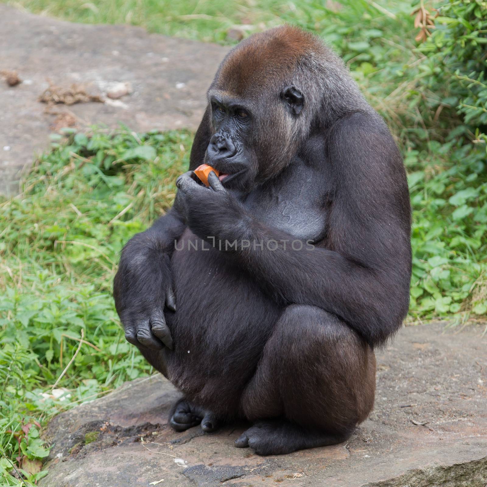 Adult gorilla eating by michaklootwijk