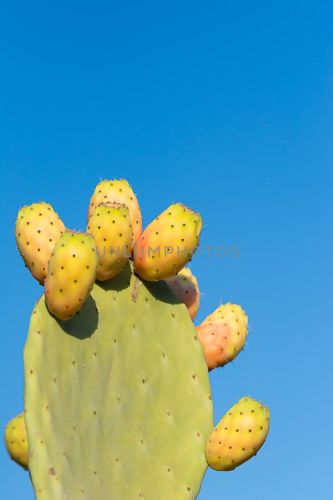 prickly southern Italy ripe and ready to harvest