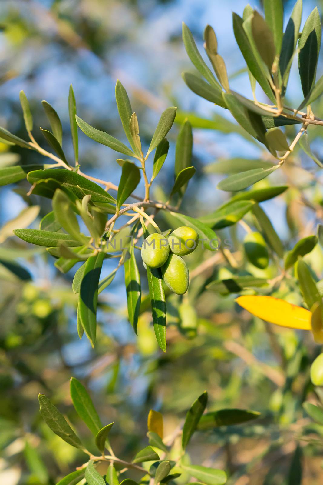 green olives from Puglia maturing in the period of late summer