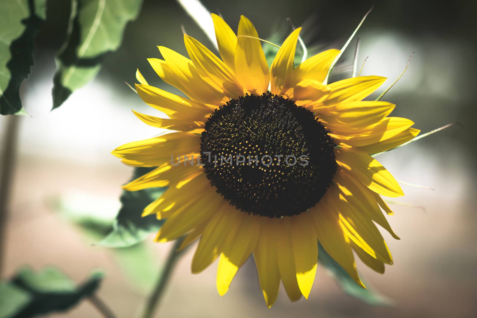 Sunflower blossom by cedicocinovo