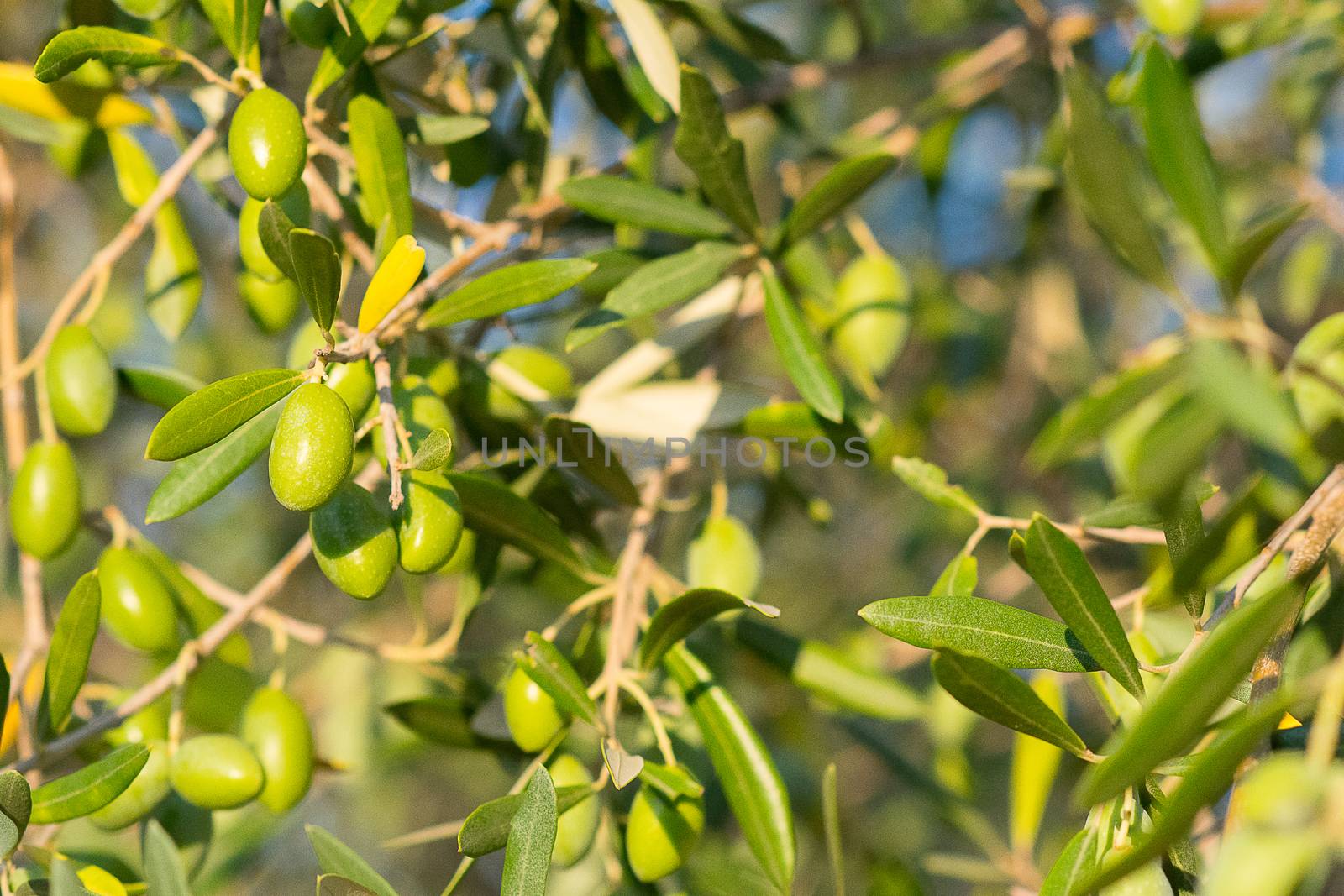 Green olives from Puglia maturing in the period of late summer