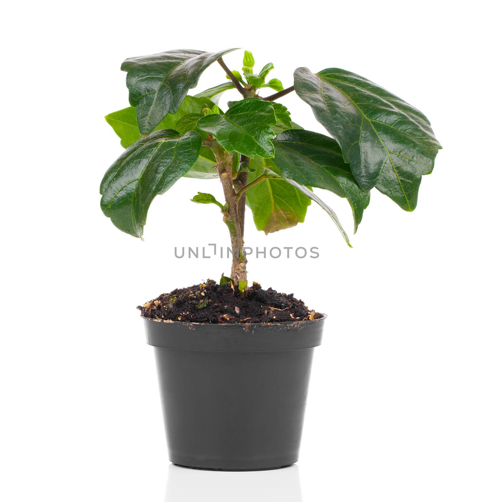 Hibiscus houseplant isolated on white background. Malvaceae.