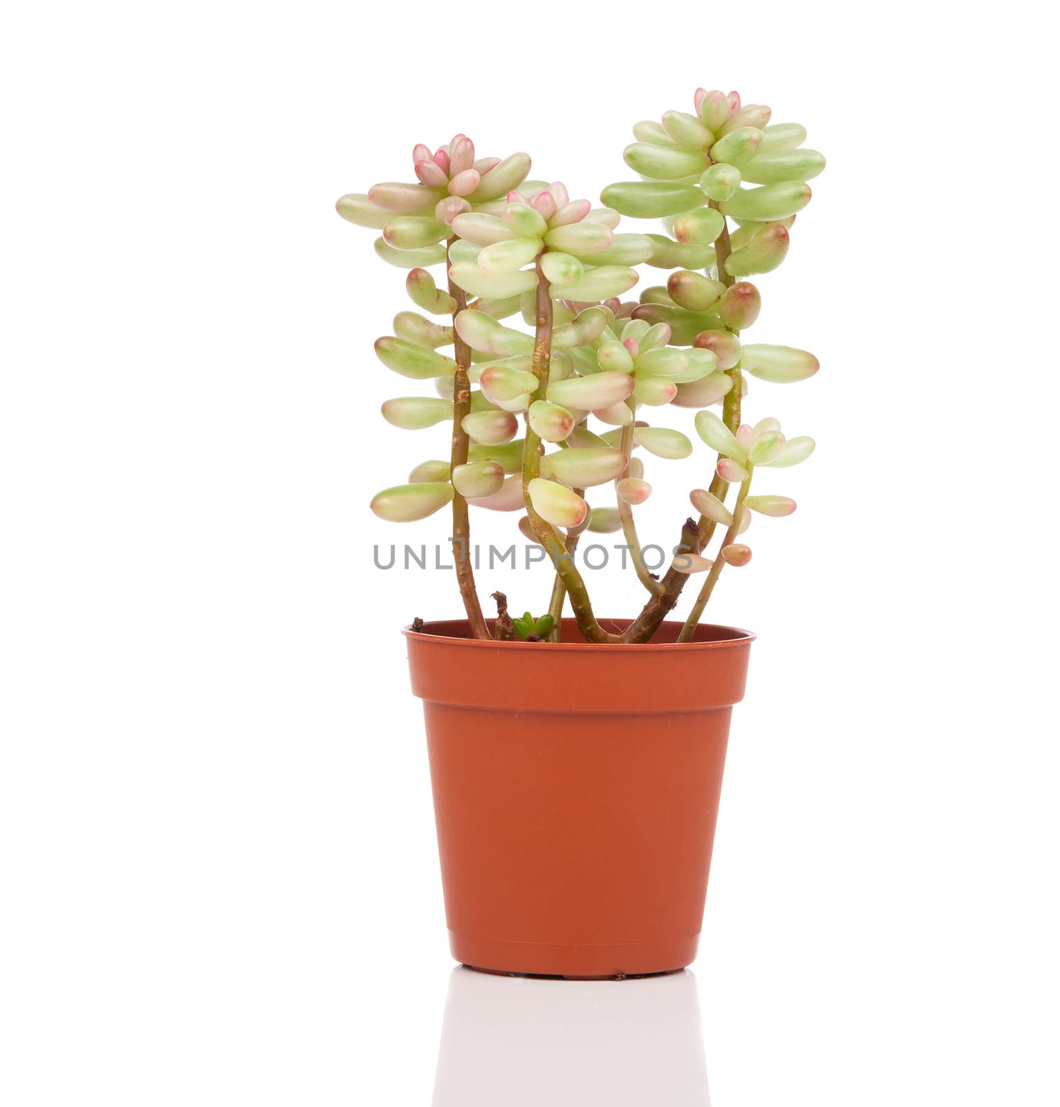 Adromischus houseplant isolated on white background