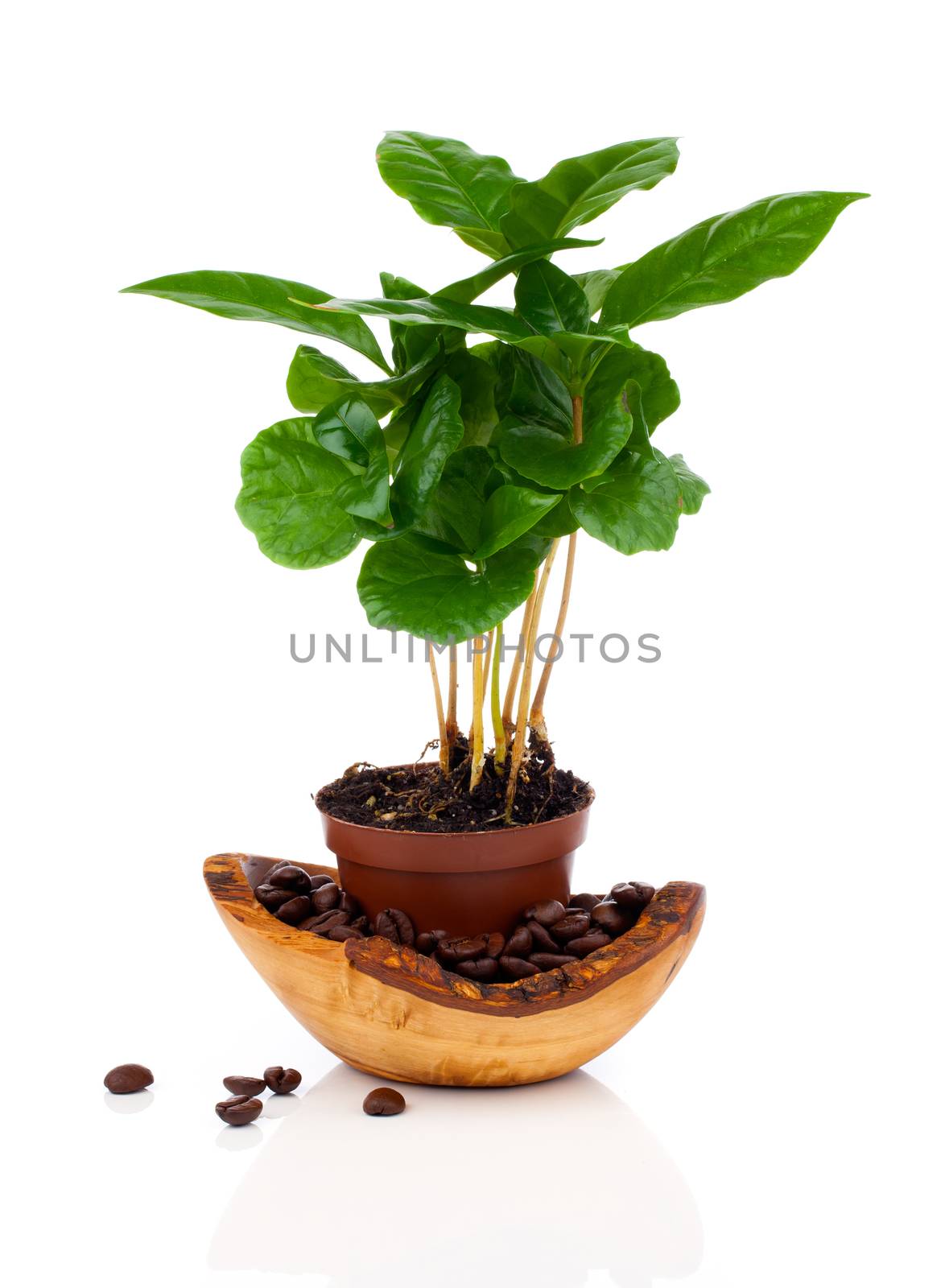 coffee plant tree growing seedling in soil pile isolated on white background