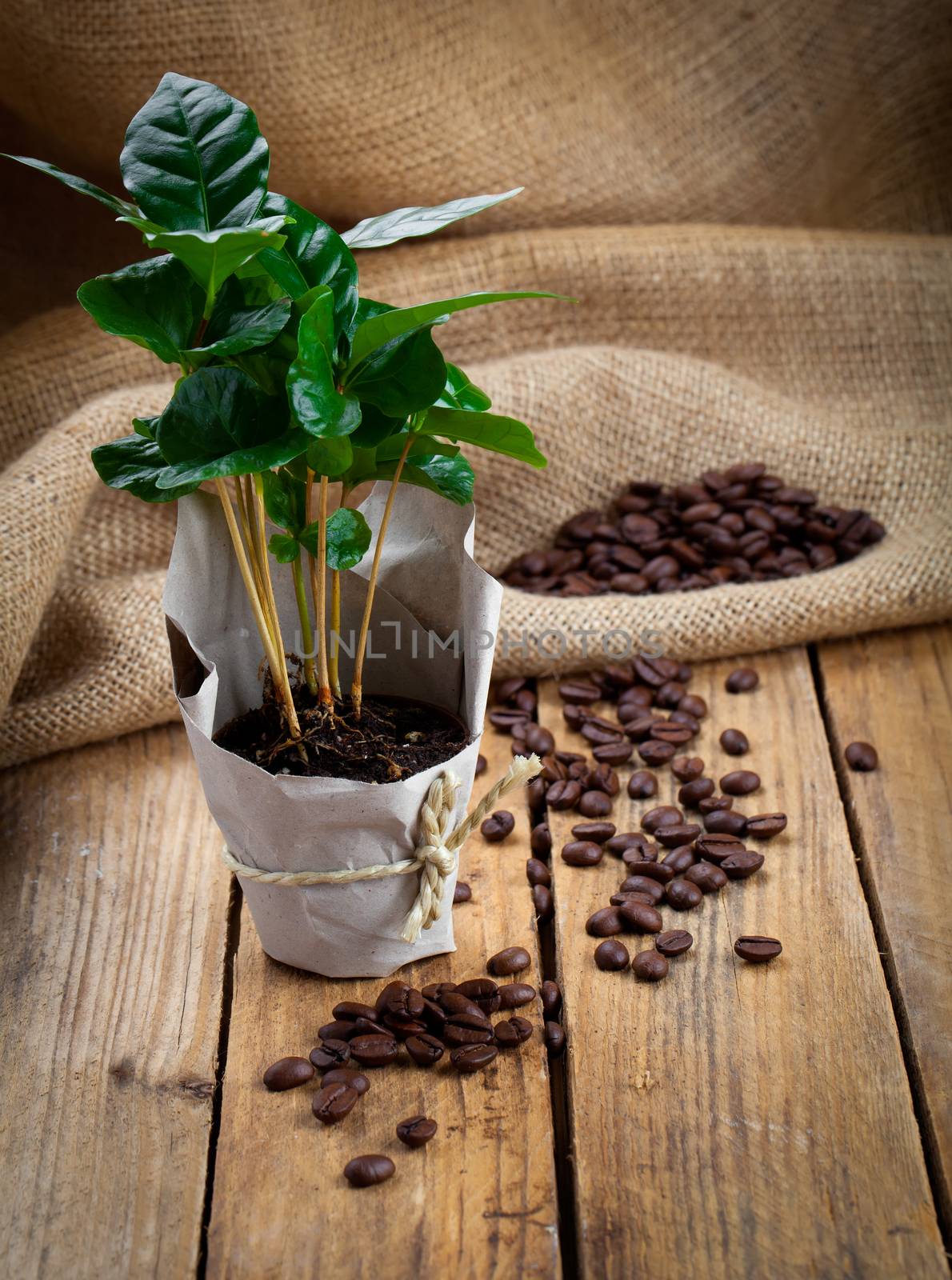 coffee plant tree in paper packaging on sackcloth, wooden backgr by motorolka