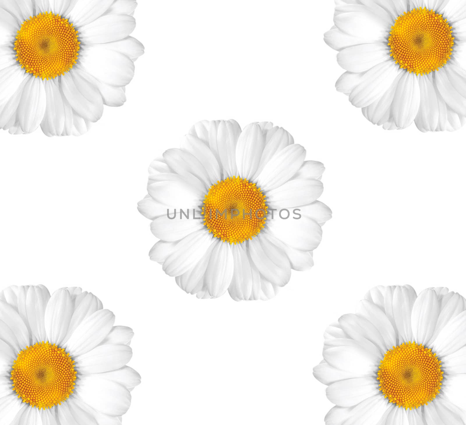 beautiful chamomile on white background by ozaiachin