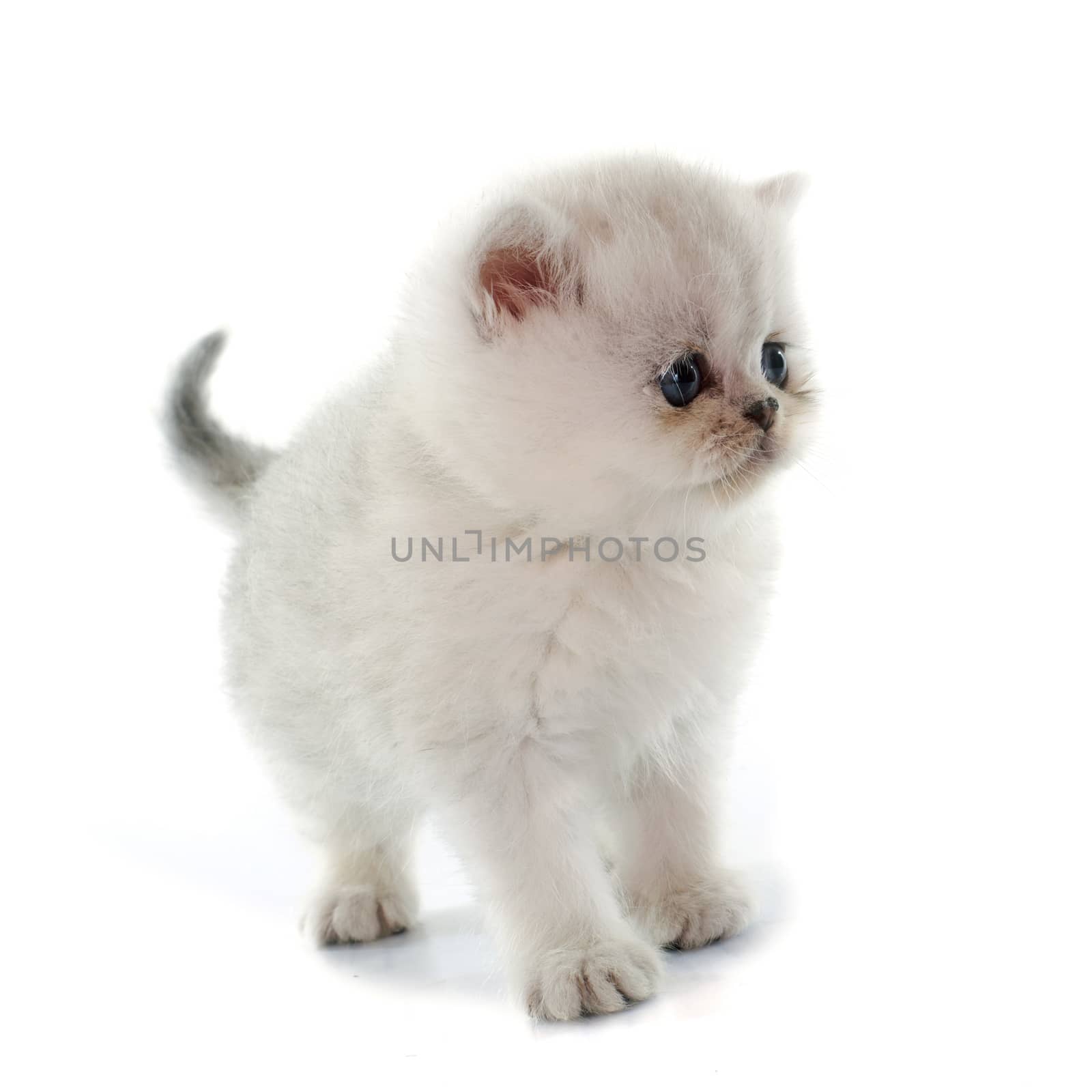 kitten exotic shorthair in front of white background