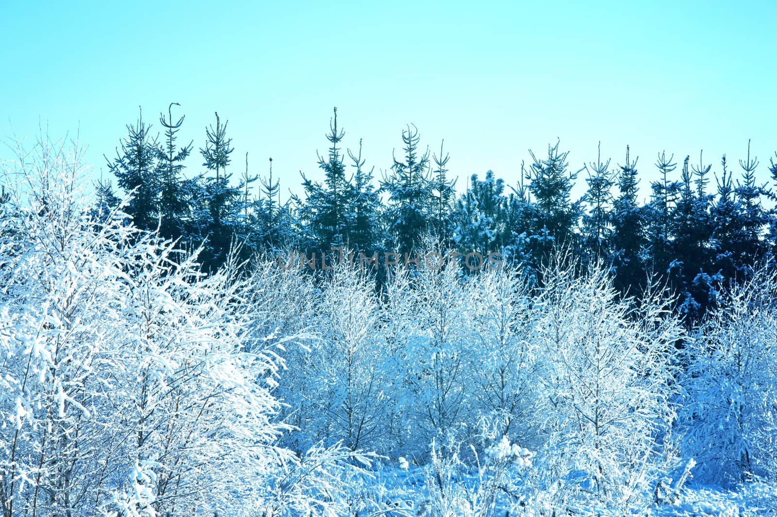 Winter scene. Trees covered with snow and blue clean sky. 