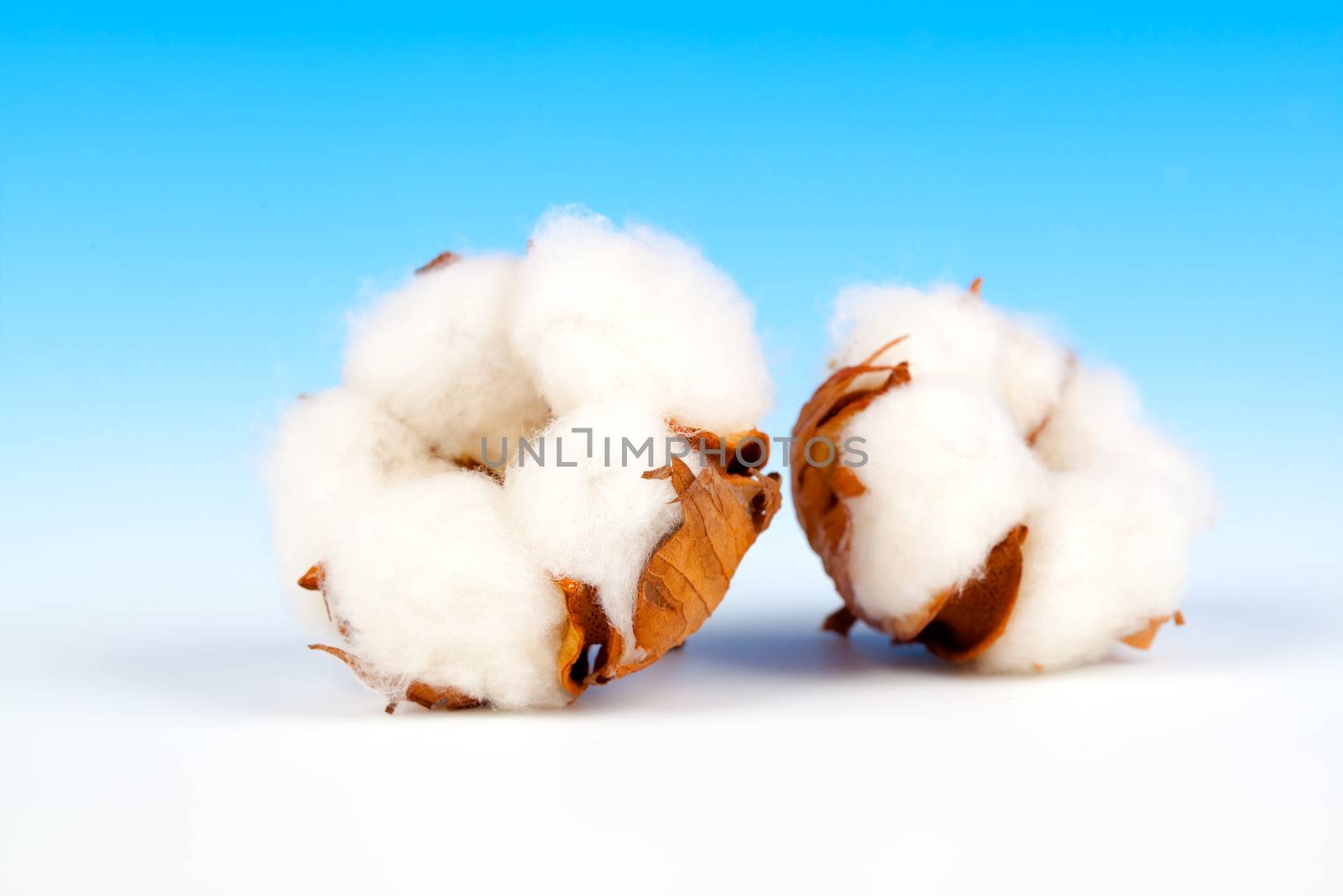 Cotton soft plant with reflection on blue background