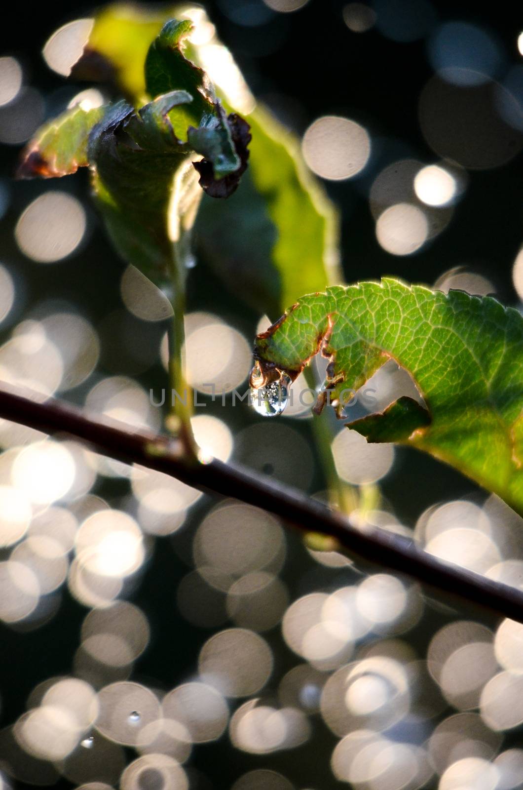 Shinig waterdrops against morning light