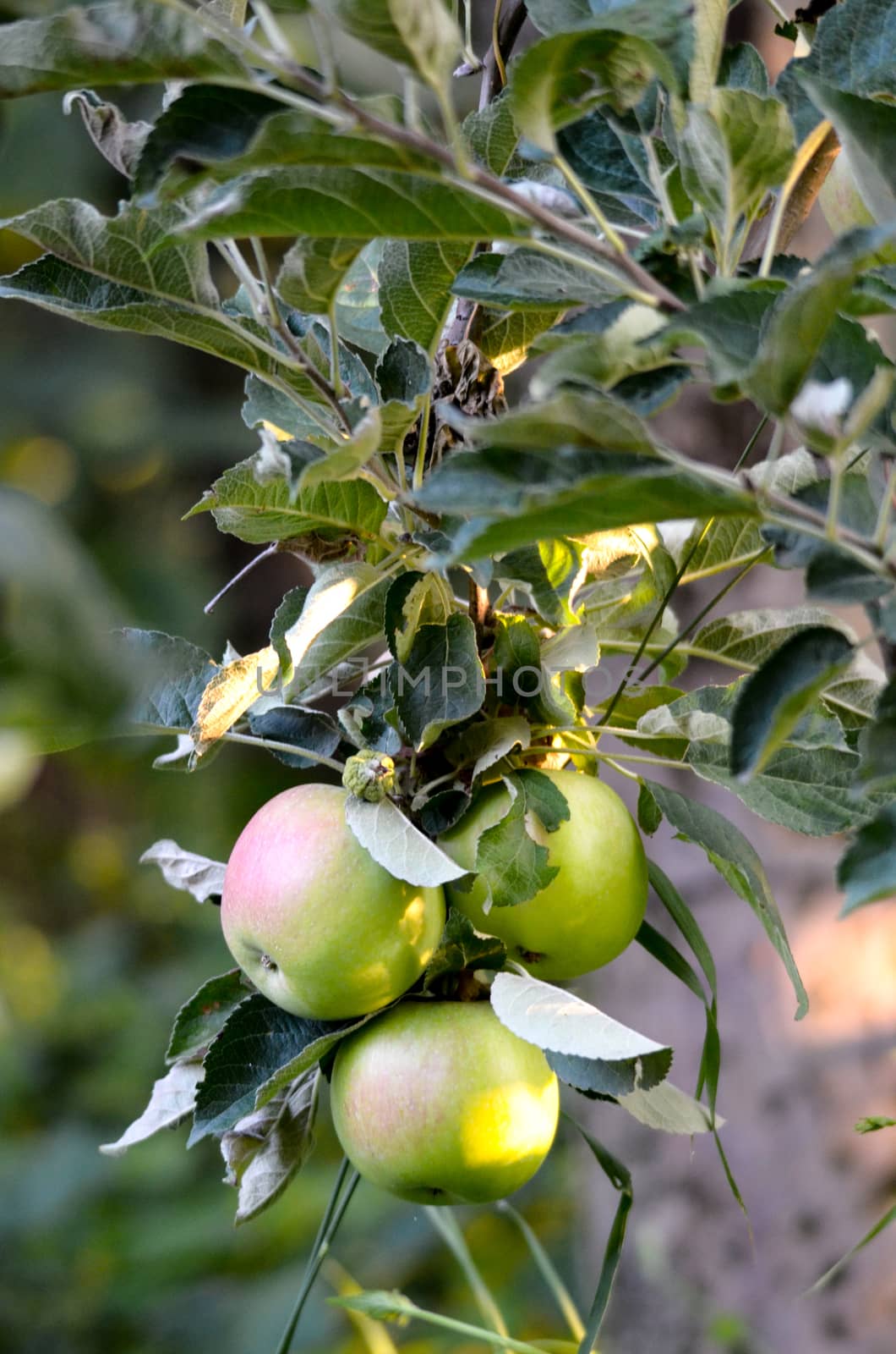 Picture of an apples on a branch ready to be harvested