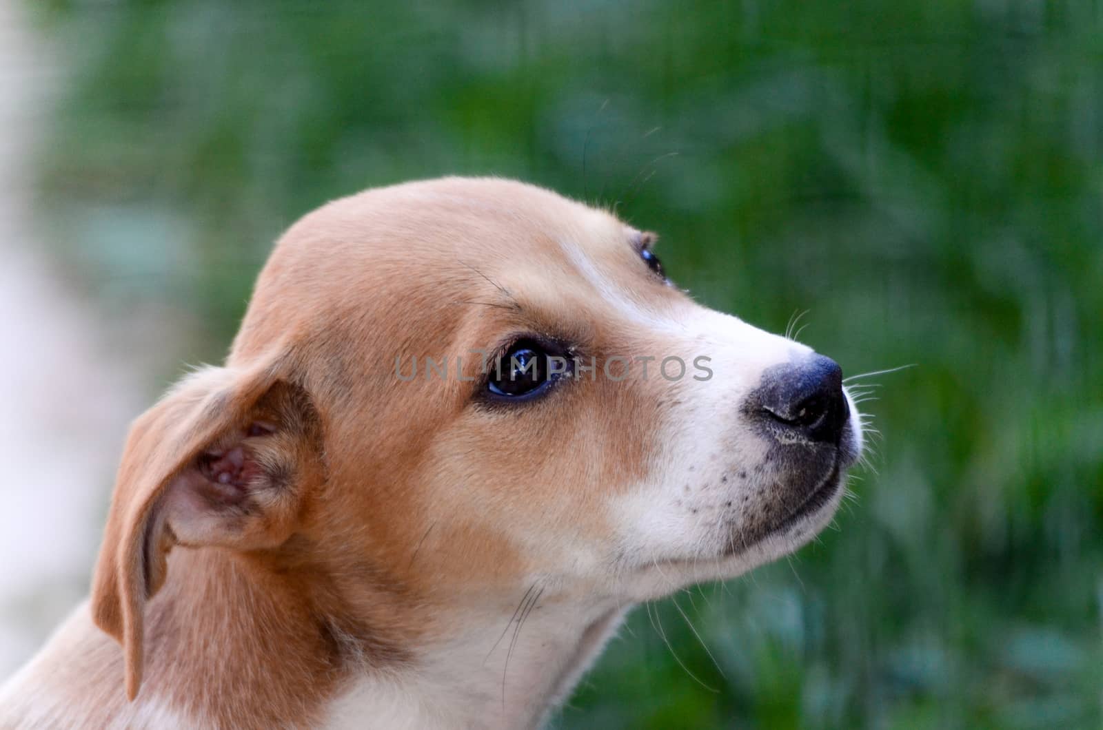 Picture of a Cute puppies two month old