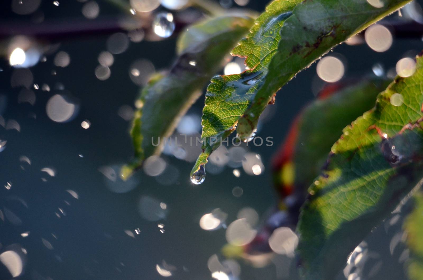 picture of a Shinig waterdrops against morning light