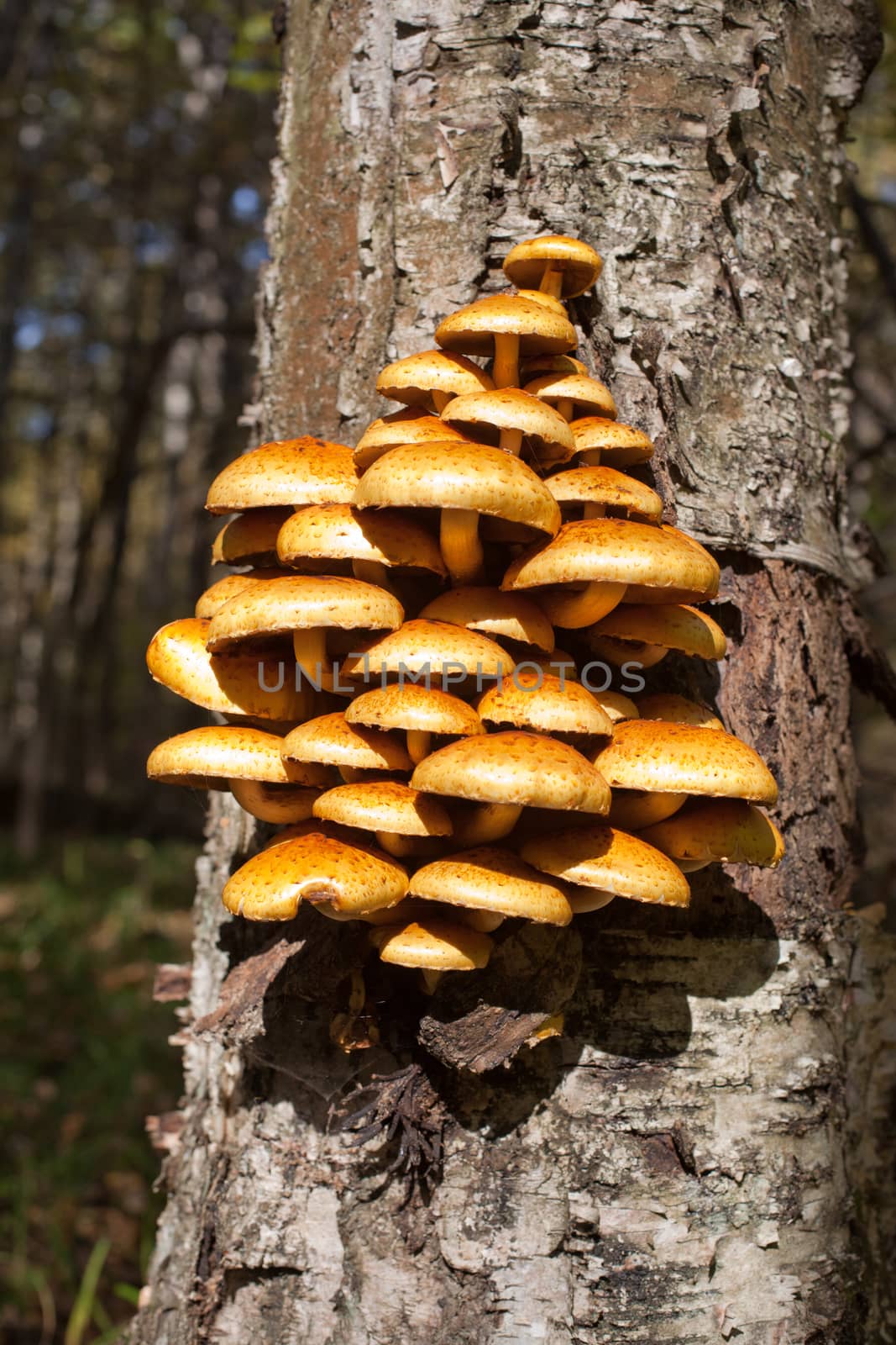 Many yellow mushrooms on a tree trunk

