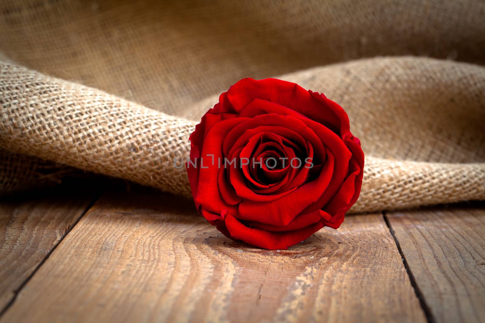 Valentine's day background with red roses by motorolka