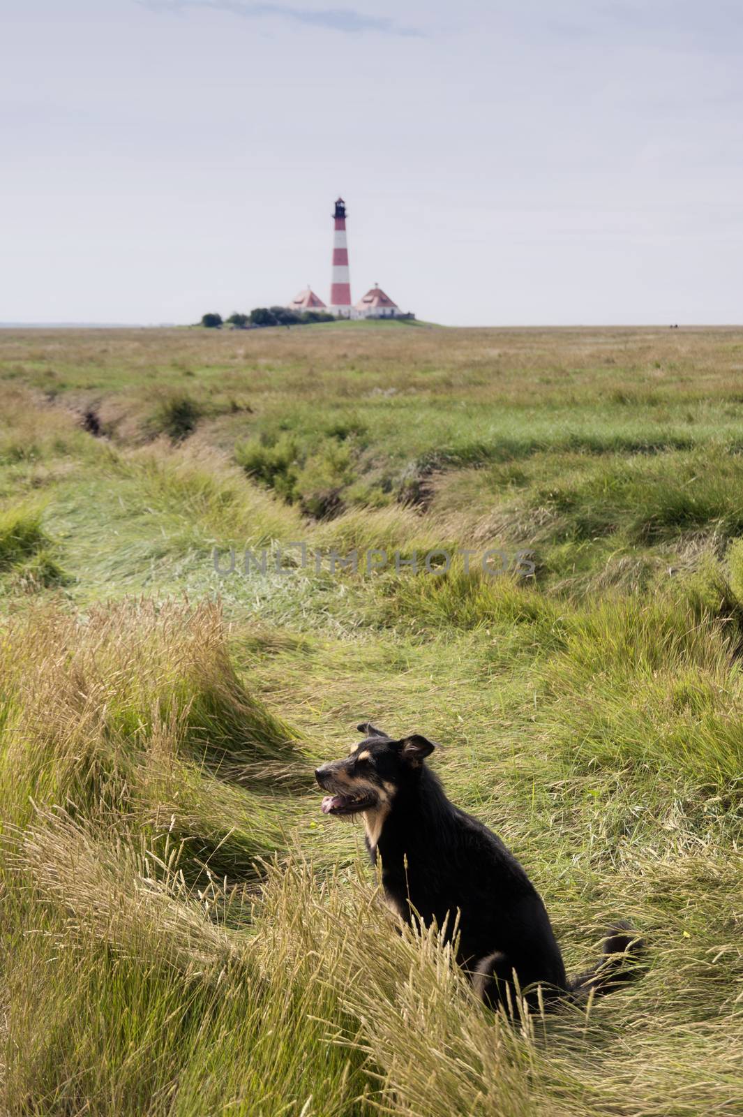 Tideland of Westerhever in Germany