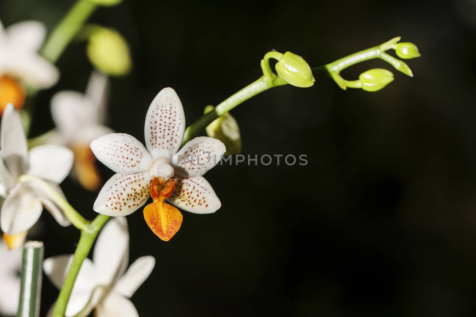 Orchid in bloom, beautifull flower in bloom