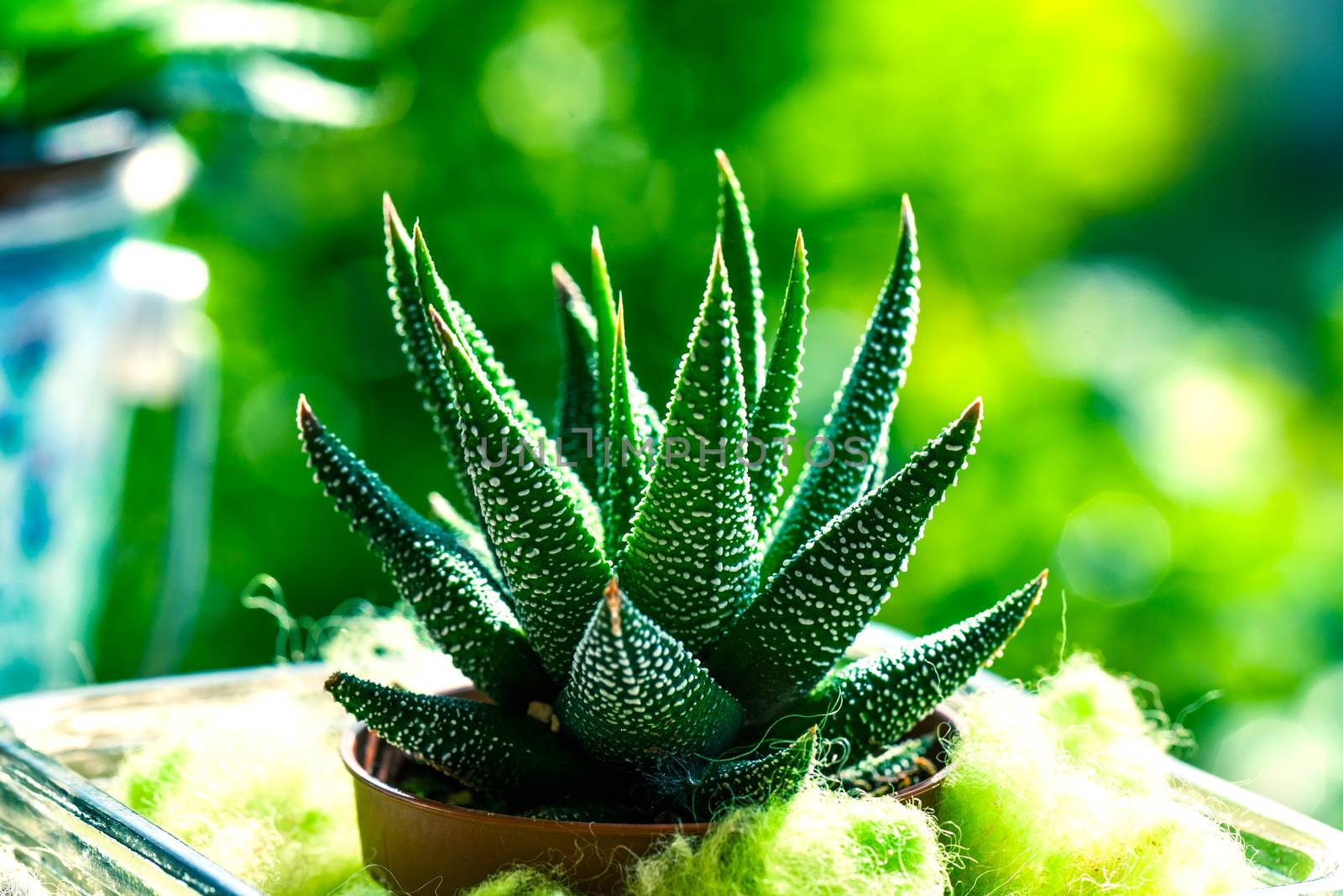 Haworthia Mix, cactus, succulent plant  by motorolka