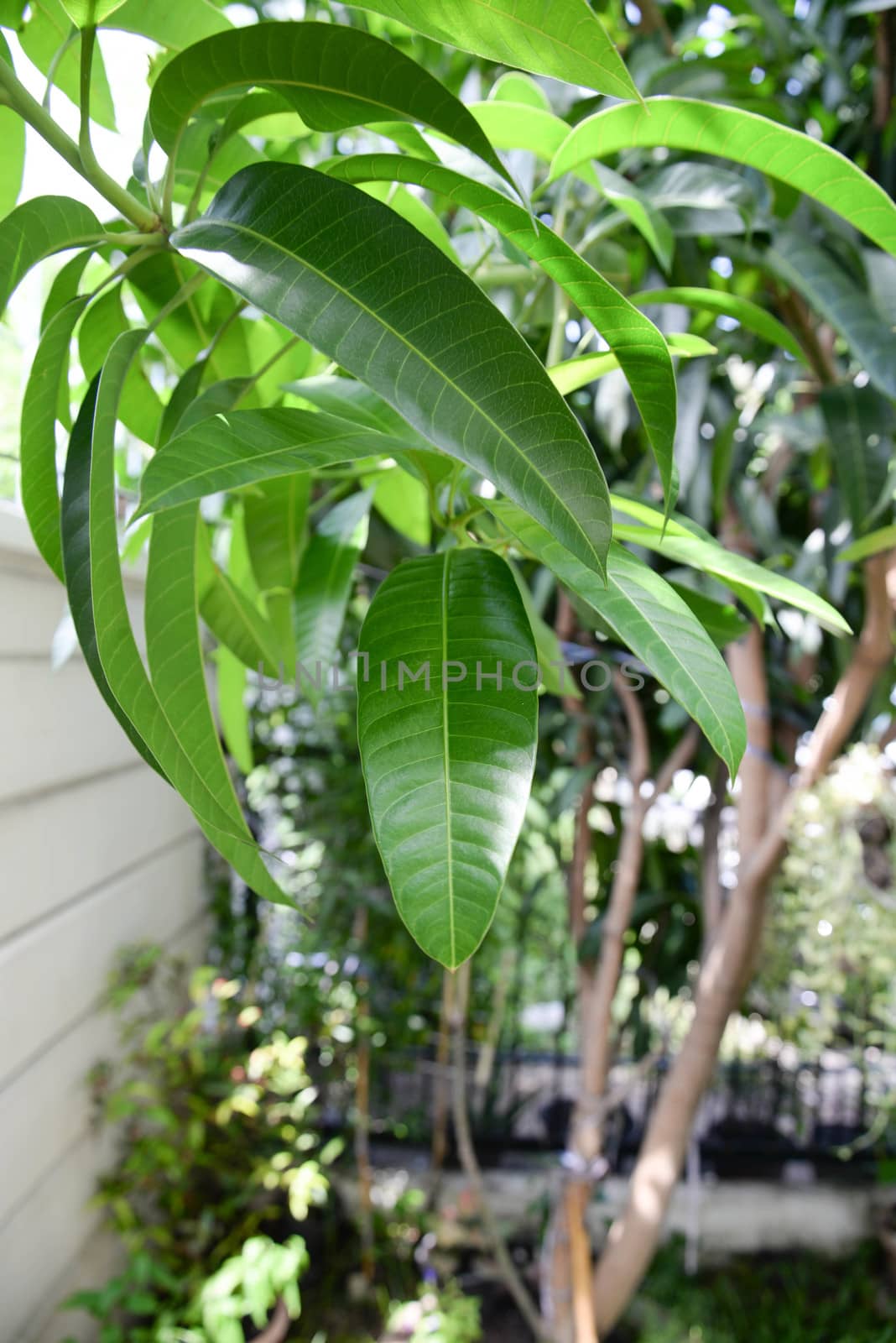 Green leaves of mango tree