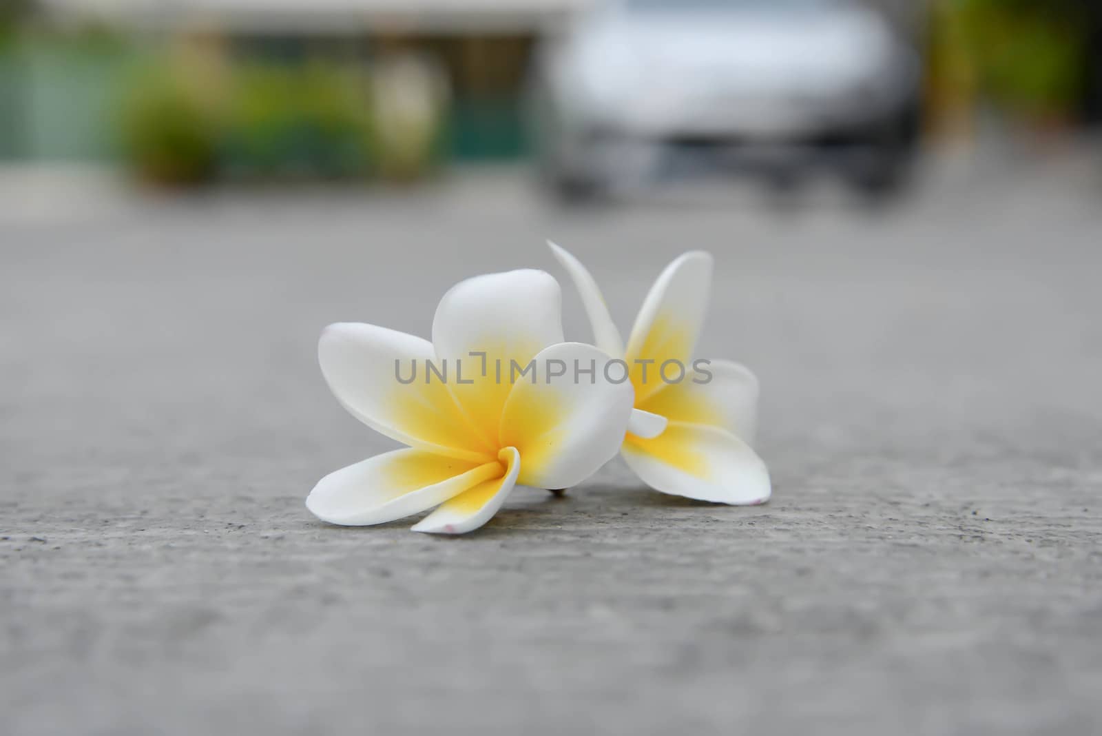 Plumeria flowers