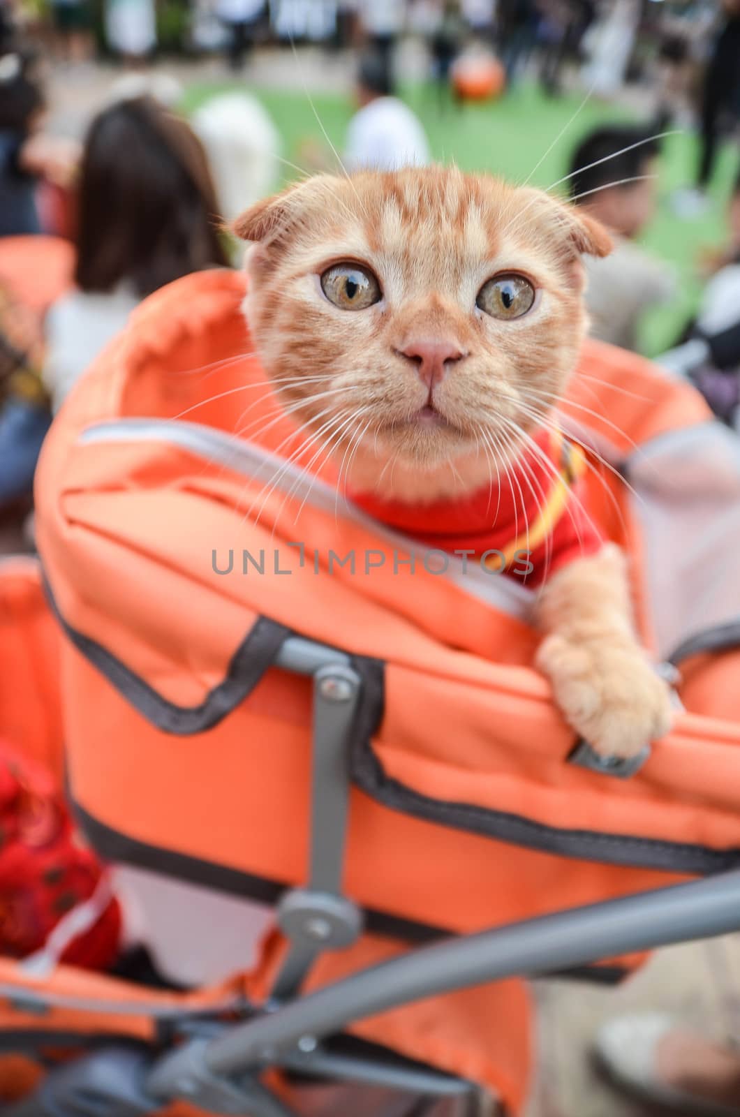 scottish fold in backet