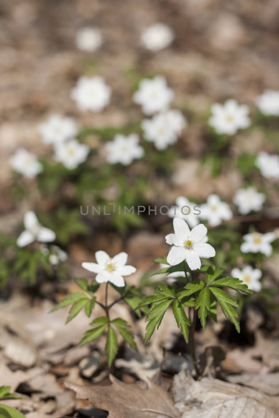 White flowers anemone in forest