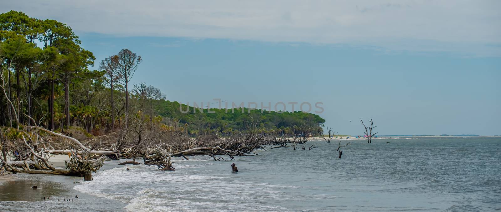 palmetto forest on hunting island beach by digidreamgrafix