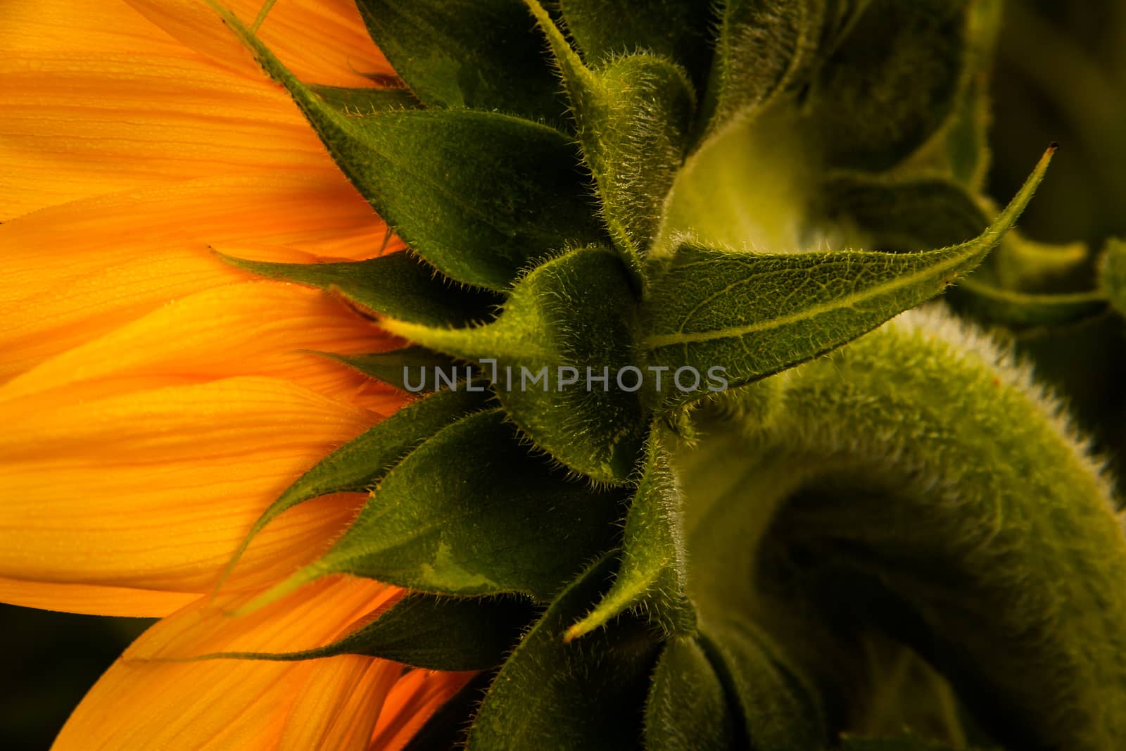 Back angle of sunflower by TommyBrison