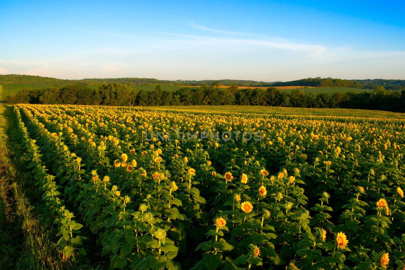 A horizontal view of a skyline over a sunflower field in the midwest