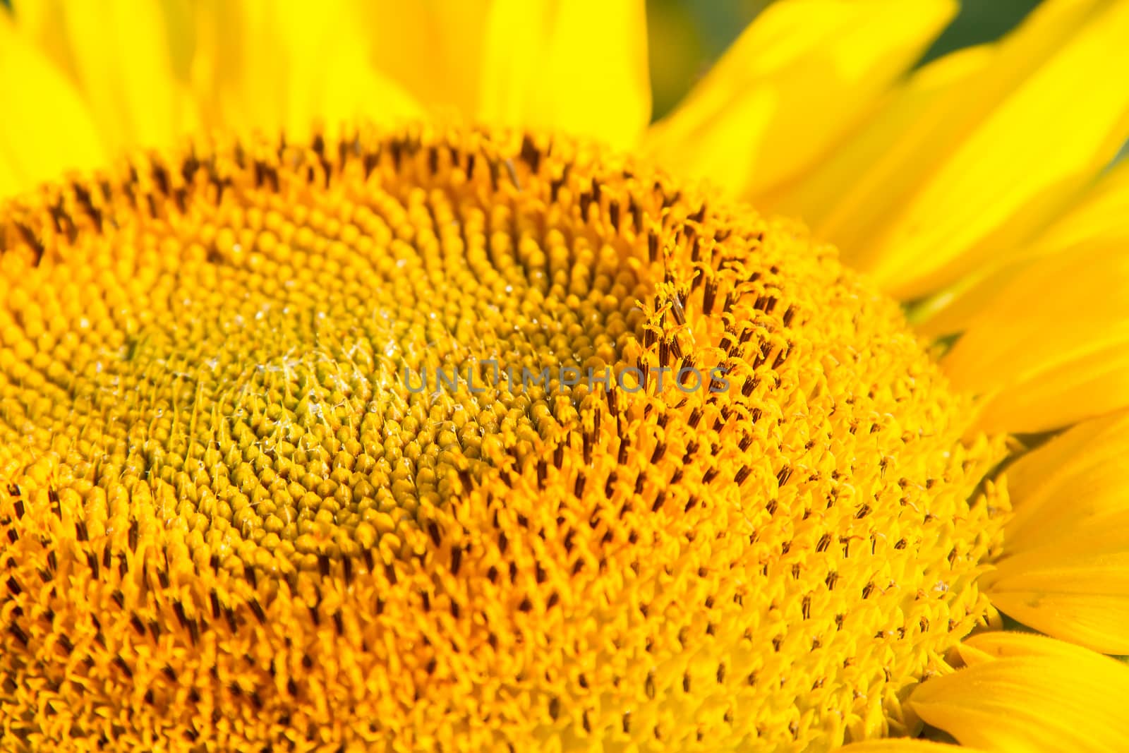 Angled view of head of a Sunflower with nectar. Image taken with a shallow depth of field to create a space for writing 