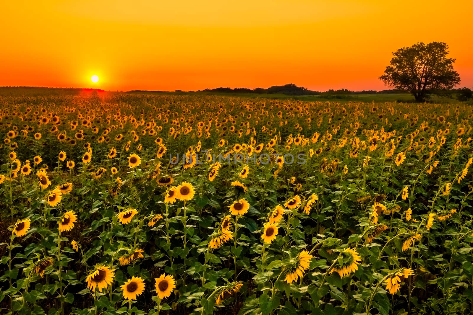 A field full of sunflowers as the sun starts going down.
