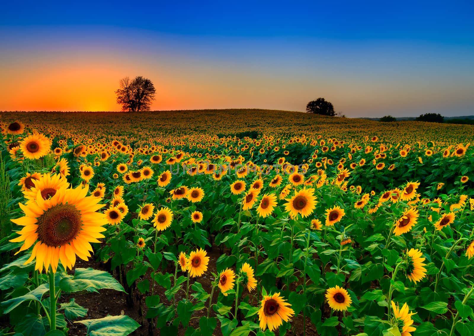 A rolling field of sunflowers at dusk in Kansas