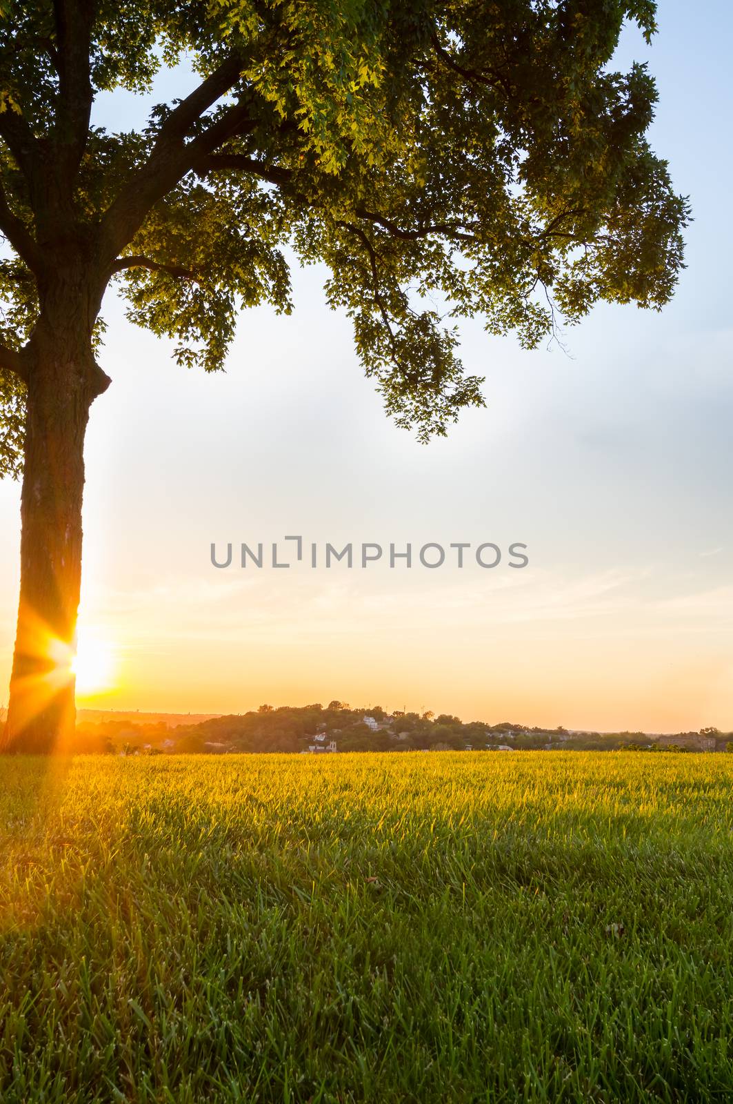 A view of the sun's rays around a tree at a park in Kansas City on a hillside.