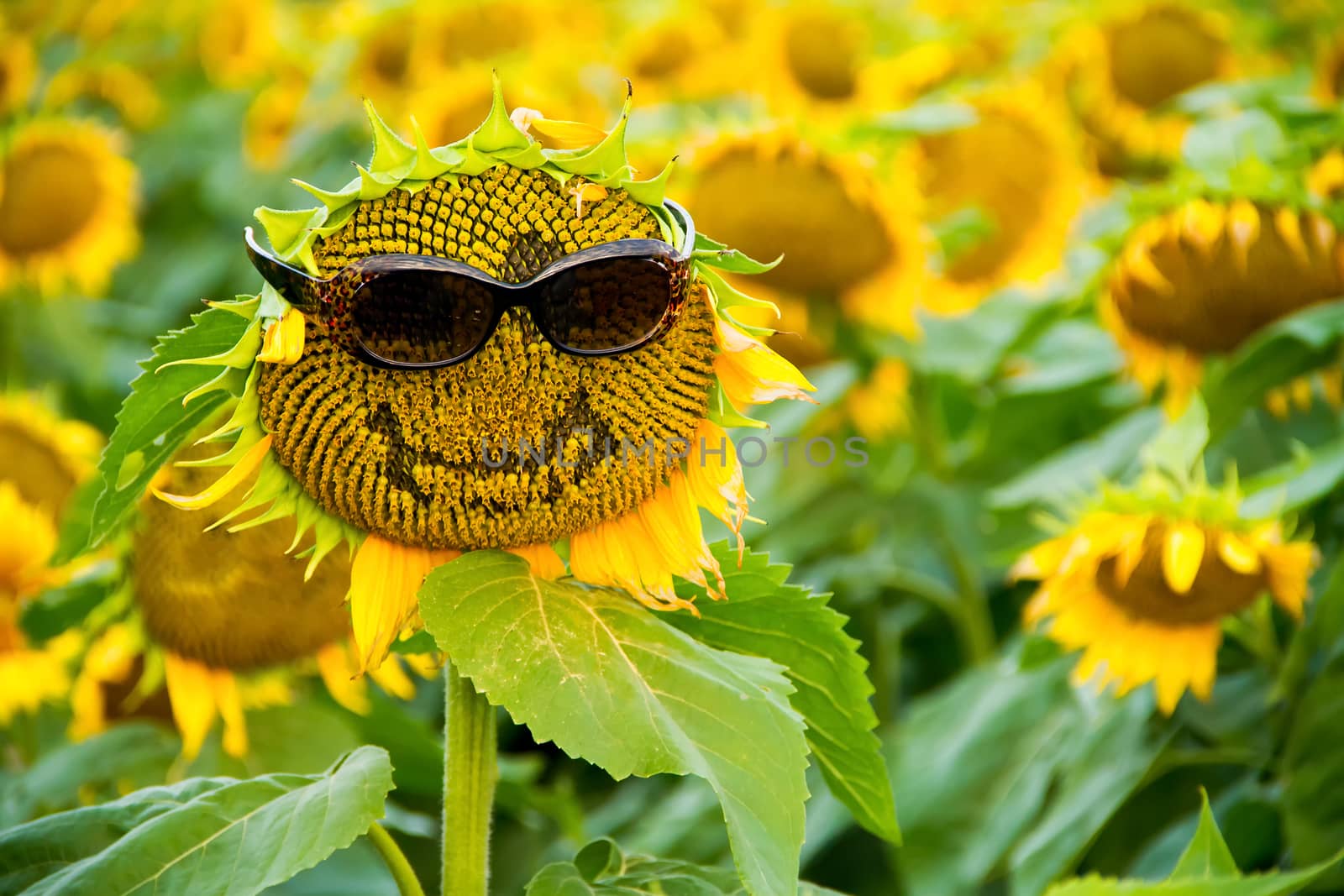 Sunflower with Glasses and a Smile by TommyBrison