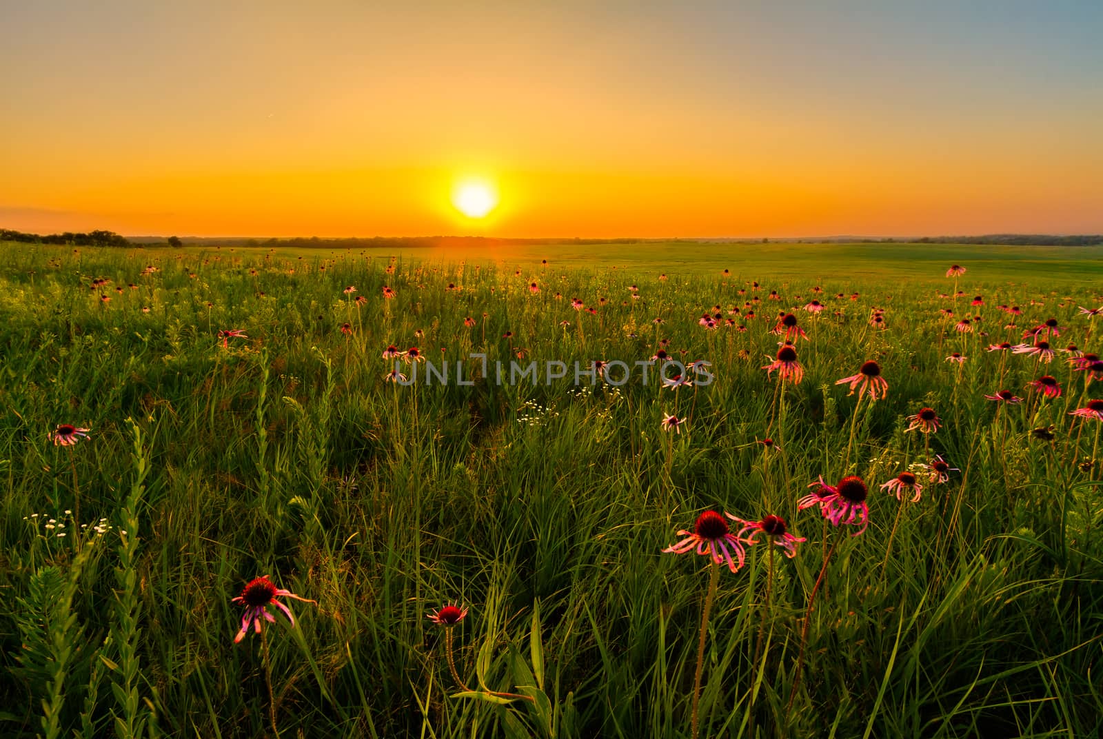 Sunset in a Prairie Field of Purple Coneflowers by TommyBrison
