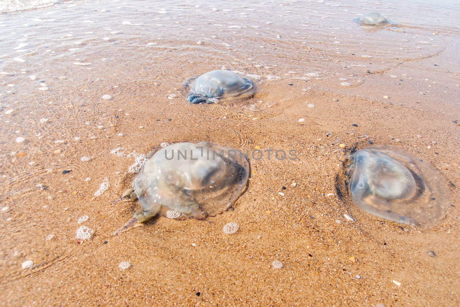 Large  jellyfish lies on the shore of a beach. by Zhukow