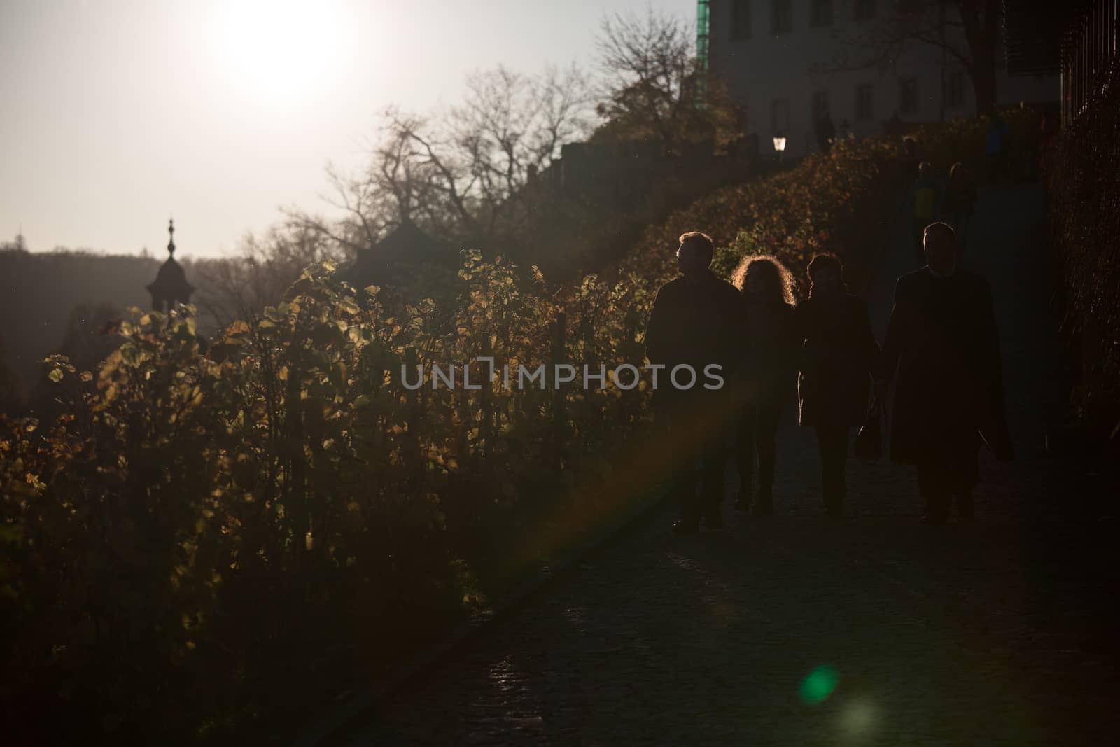 Vineyards at sunset in autumn Prague