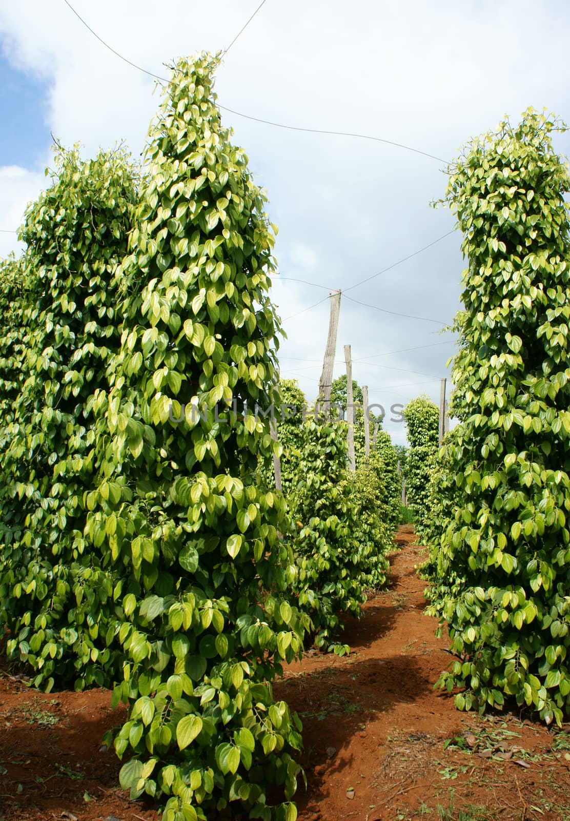 Pepper field at Gia Lai, Viet Nam, group of pepper plant in green, this farm product is export product from Vietnam to Asia, vegetable growing in bush, and plant in many aea as Binh Phuoc, Daklak
