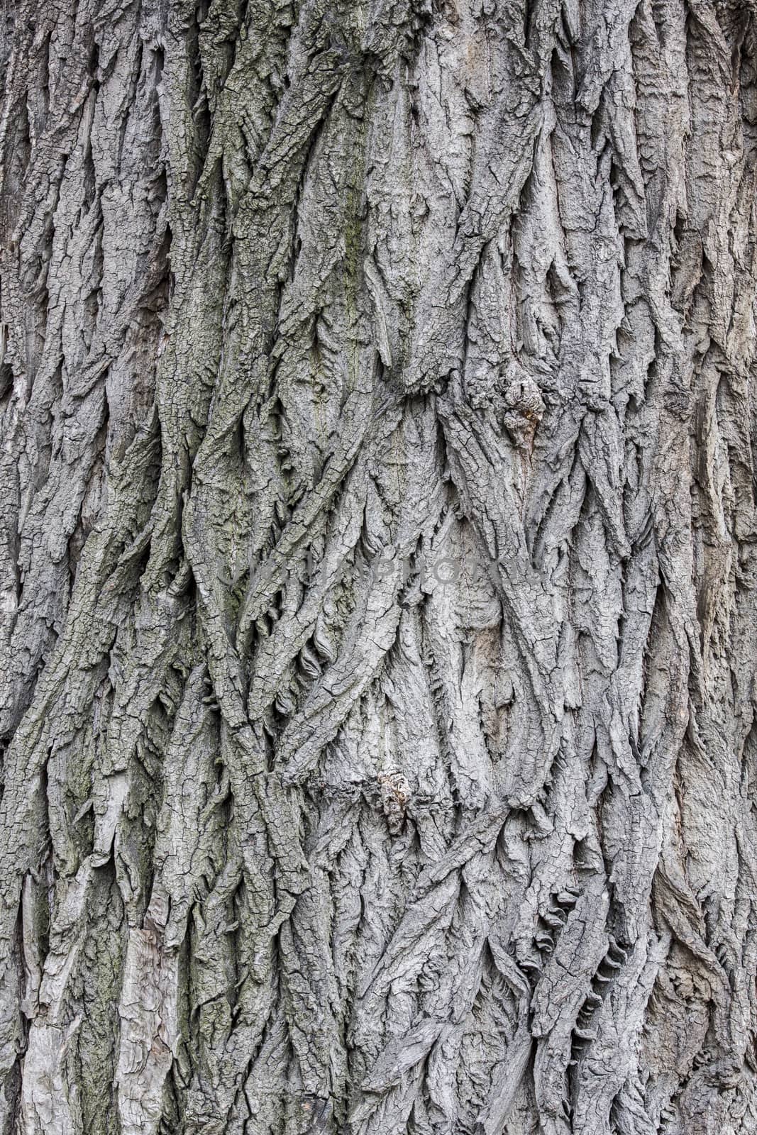 Populus bark texture, high resolution

 by A-dam