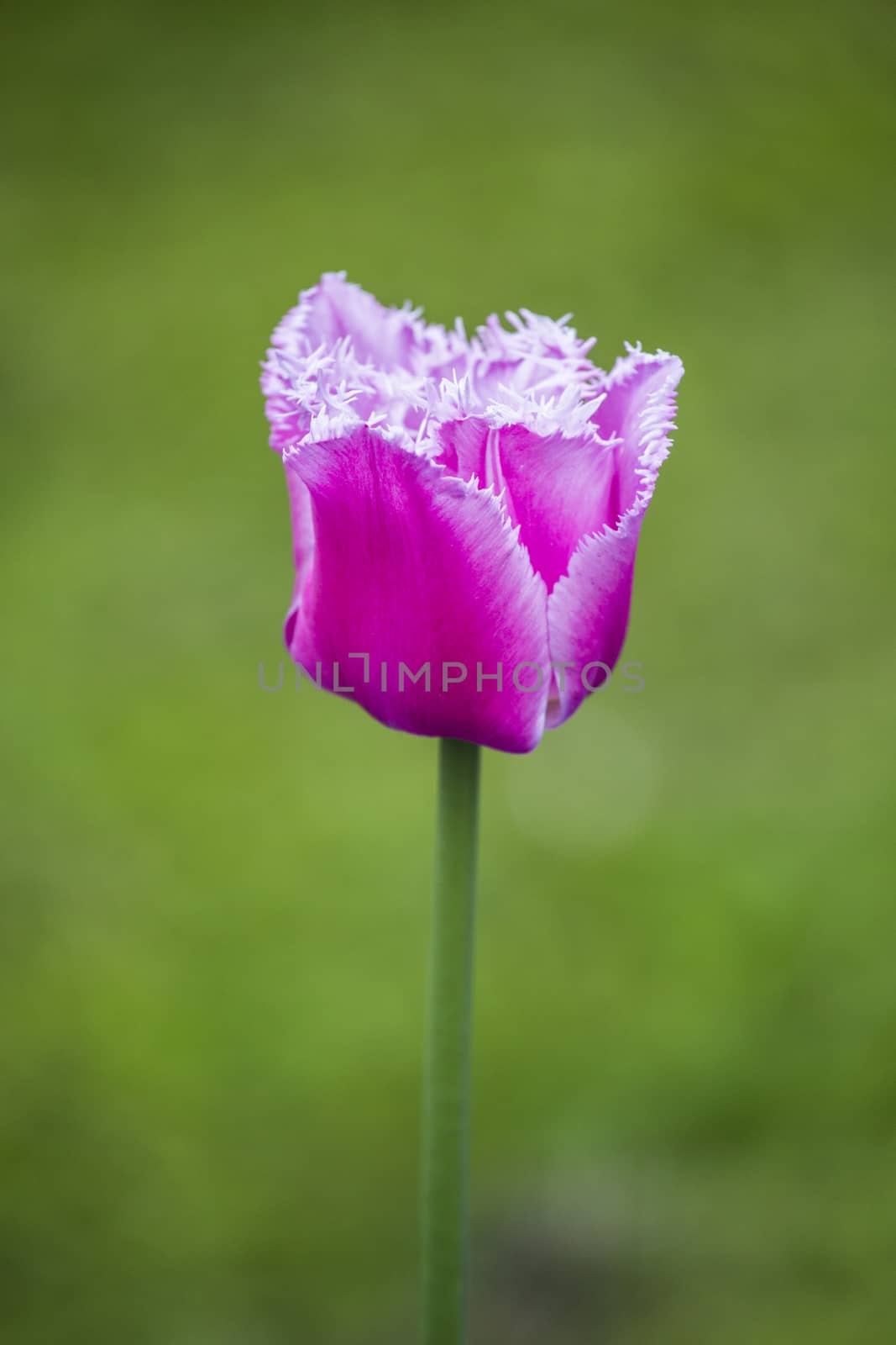 Beautiful pink tulip with green bokeh background

 by A-dam