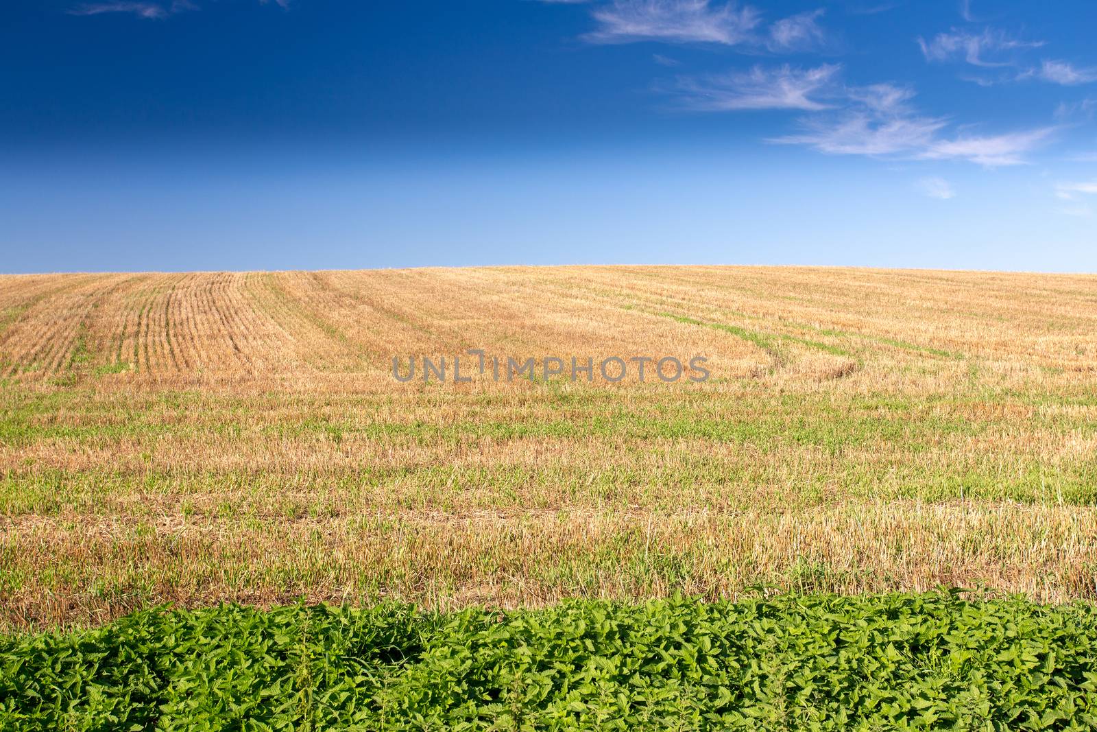 rural summer landscape in czech Republic - region Vysocina