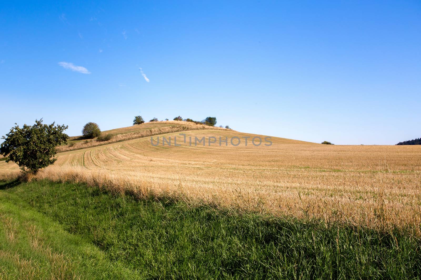 summer rural summer landscape  by artush