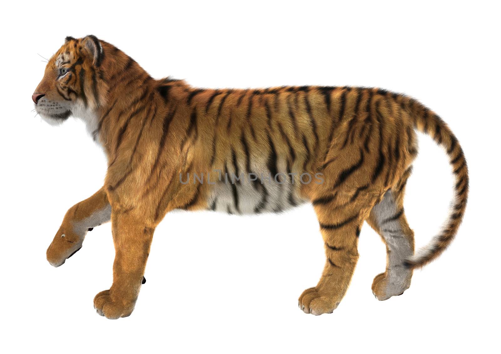 3D digital render of a tiger isolated on white background