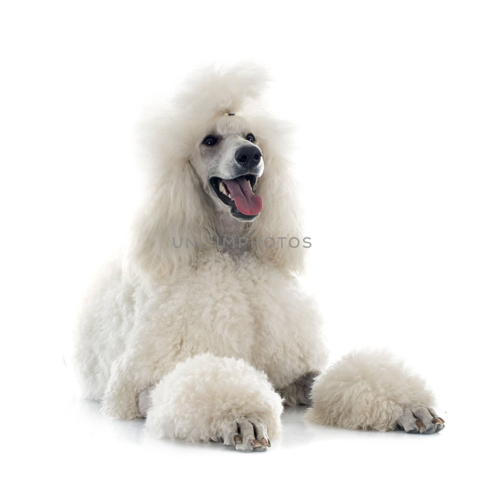 white Standard Poodle by cynoclub