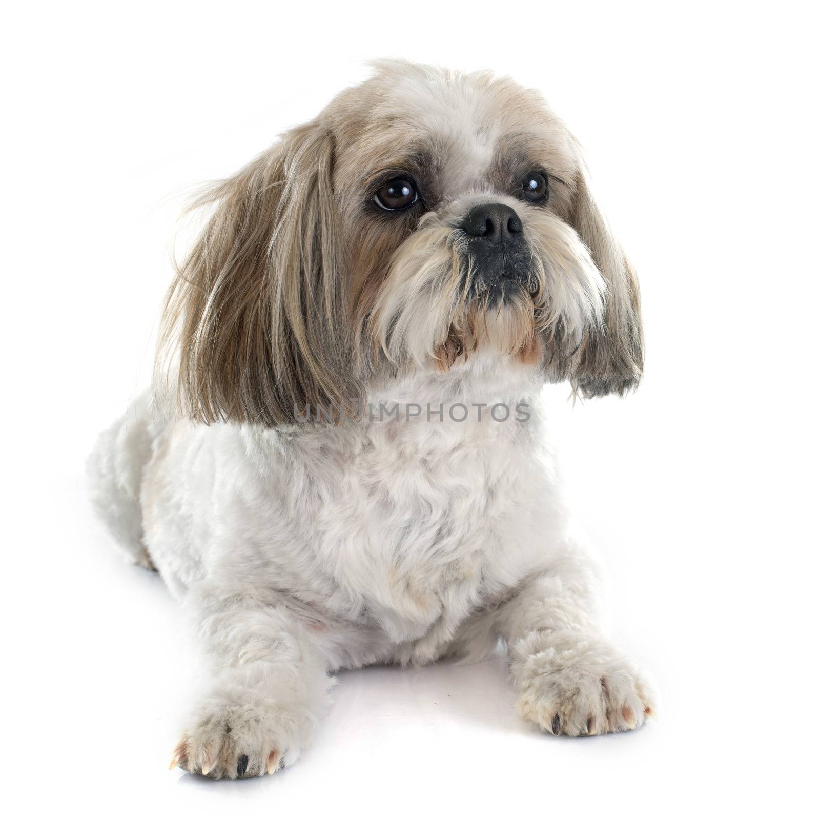 Shih Tzu in front of white background