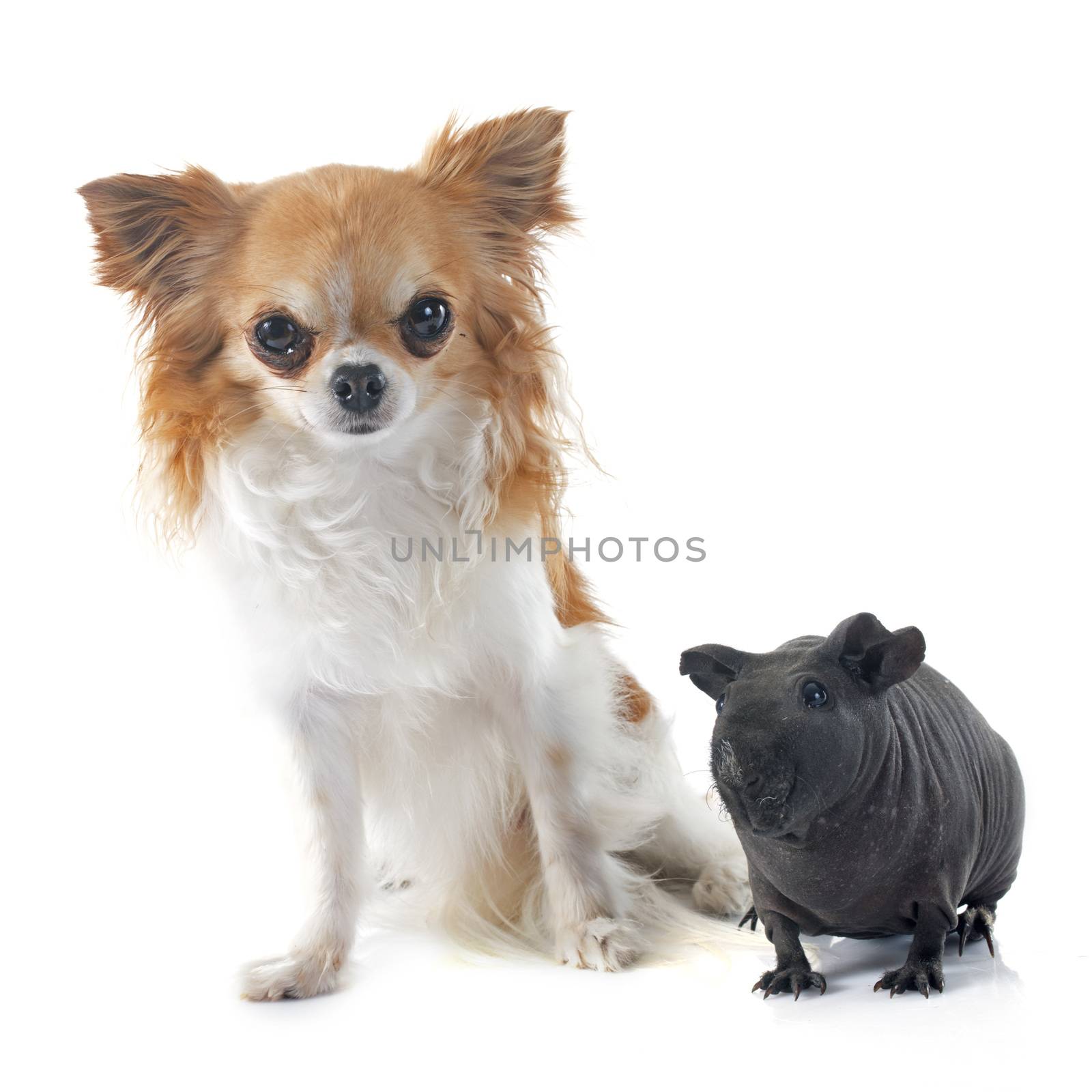 Hairless Guinea Pig and chihuahua in front of white background