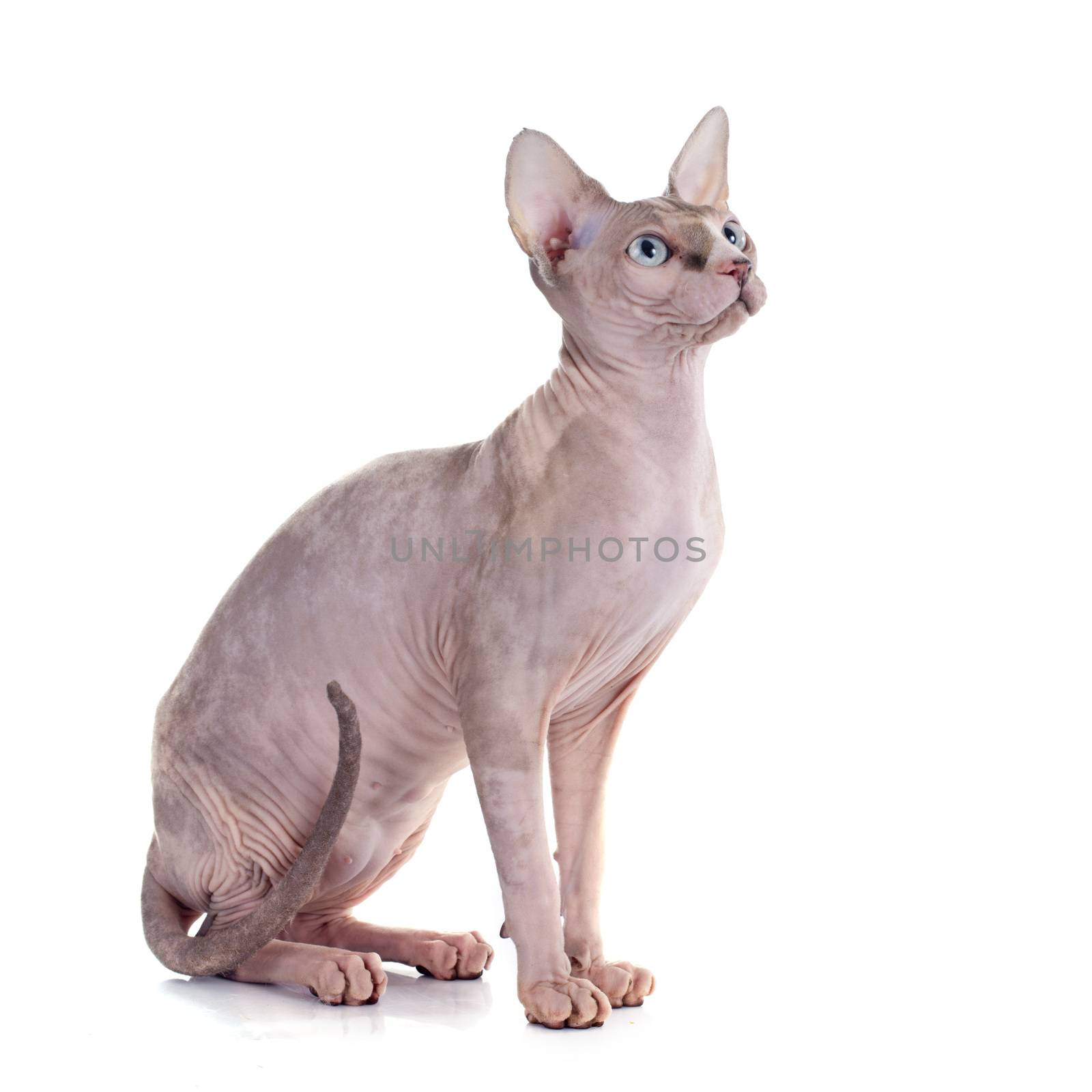 Sphynx Hairless Cat in front of white background