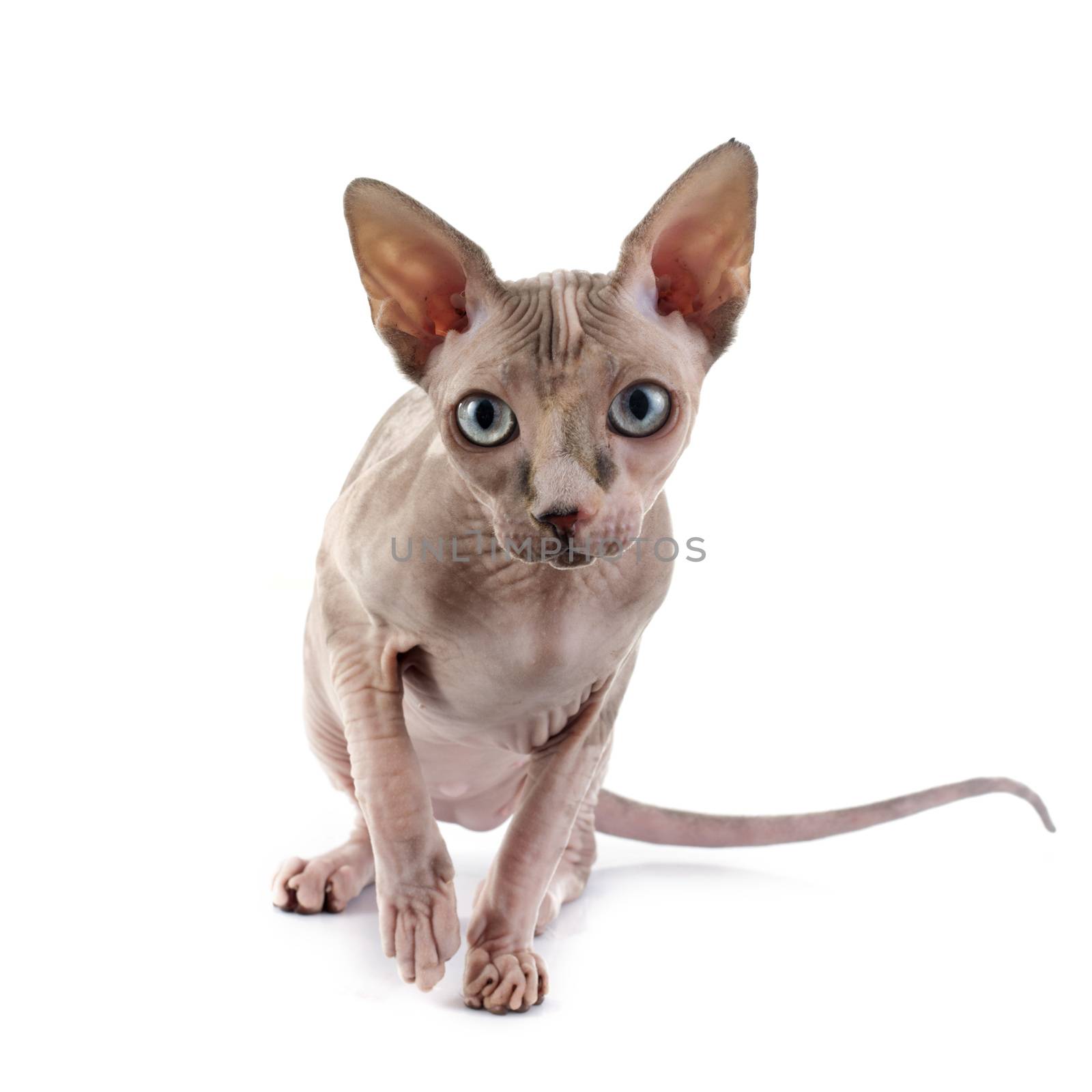 Sphynx Hairless Cat by cynoclub