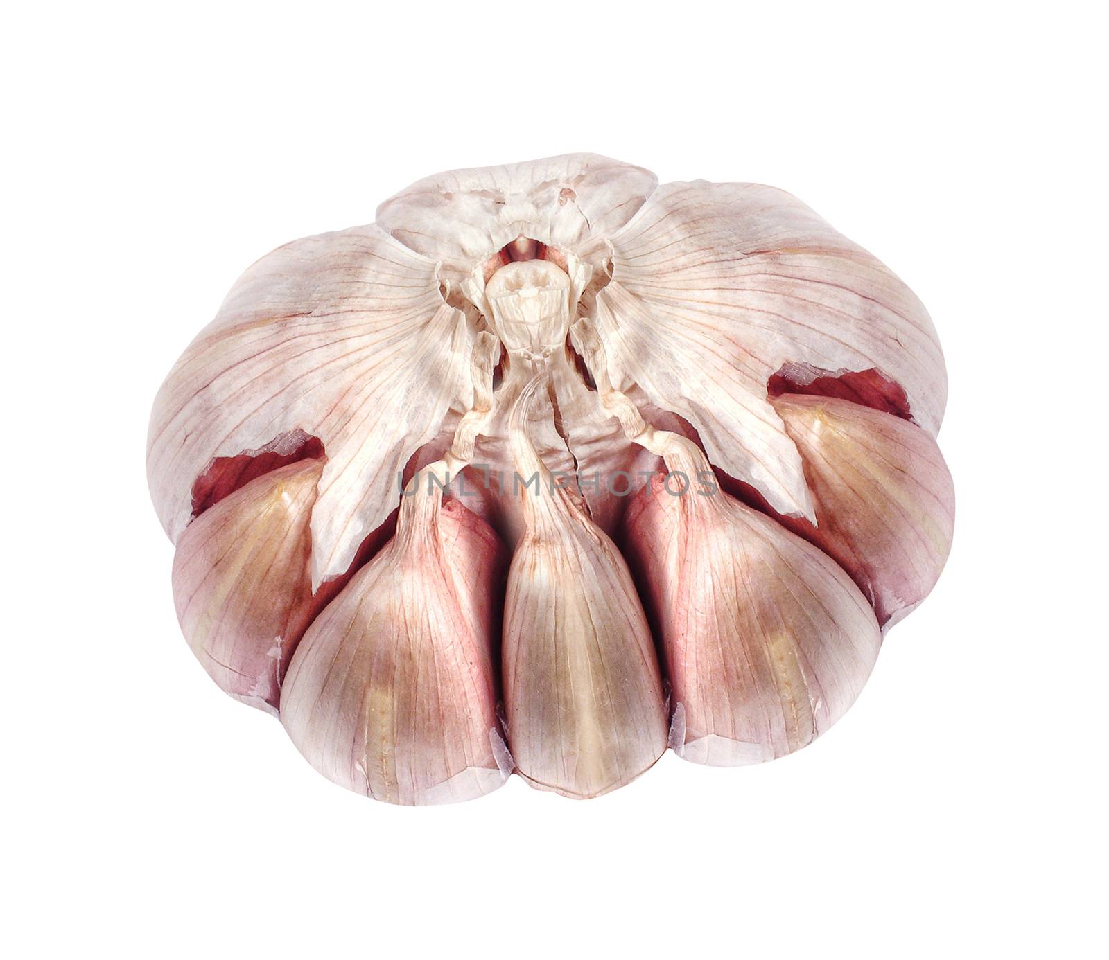 Garlic isolated on white with soft shadow