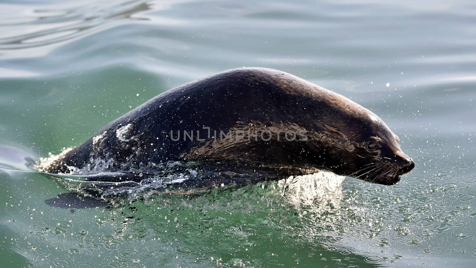 Jumping Cape fur seal (Arctocephalus pusillus pusillus) False Bay, Simon's Town South Africa